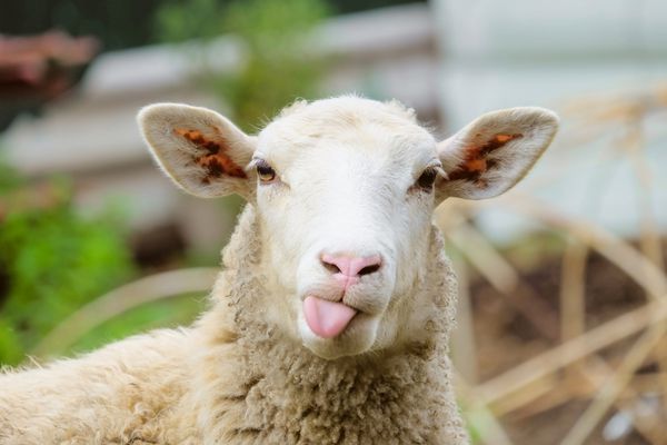 گوسفند خنده دار پرتره گوسفند زبان را نشان می دهد