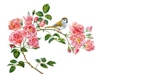شاخه گل رز صورتی و پرنده کوچک آبرنگ