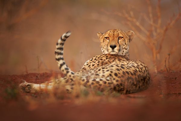Wild Cheetah Acinonyx jubatus relaxing on reddish soil staring directly at camera Ground level photography Typical KwaZulu Natal