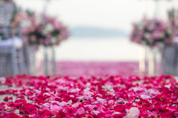 عبور از گلبرگ های قرمز و صورتی در یک مراسم عروسی در خارج از منزل