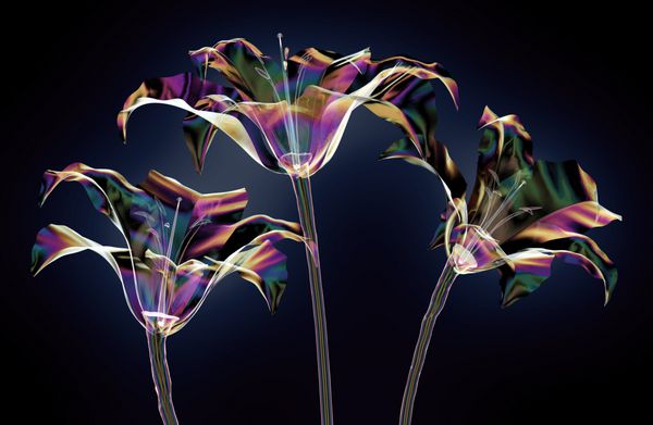 رنگ گل شیشه ای جدا شده بر روی سیاه و سفید تصویر 3d لیلی