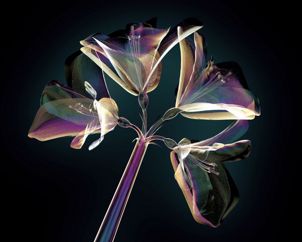 رنگ گل شیشه ای جدا شده بر روی سیاه و سفید تصویر آماریلیس 3D