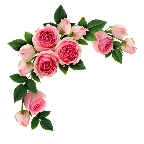 گل رز و جوانه گل رز صورتی گل رز آرایش جدا شده بر روی سفید تختخواب نمای بالا