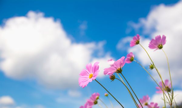 تمرکز انتخابی صورتی گلهای کیهانی در باغ با آسمان آبی و پس زمینه ابر فضای کپی