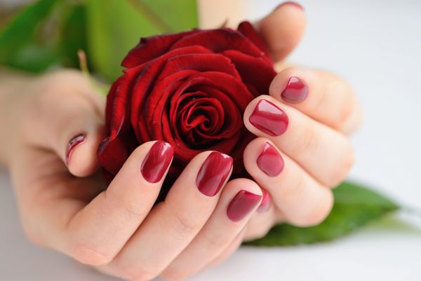 دست از یک زن با مانیکور قرمز تیره با گل رز قرمز در پس زمینه سفید