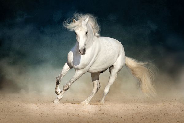 اسب سفید در جلوگیری از گرد و غبار در پس زمینه تاریک پیش می رود