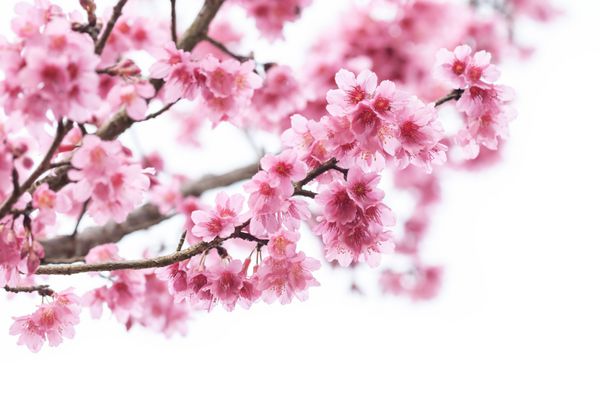 Cherry blossom, sakura flowers isolated on white background
Cherry blossom, sakura flowers isolated on white background
Cherry blossom, pink flowers in blooming isolated on white background



