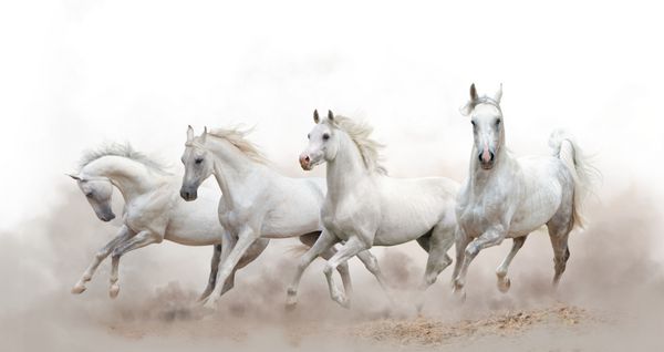 اسب های سفید زیبا زیبا در حال اجرا بر روی زمینه سفید است