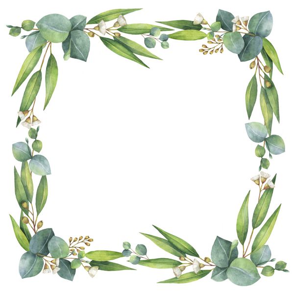 دستبند آبرنگ دستبند مربع با برگ و شاخه های اوکالیپتوس رنگی شده است گیاهان شفا برای کارت ها دعوت عروسی طراحی تبریک گل های بهار یا تابستان با فضای متن خود