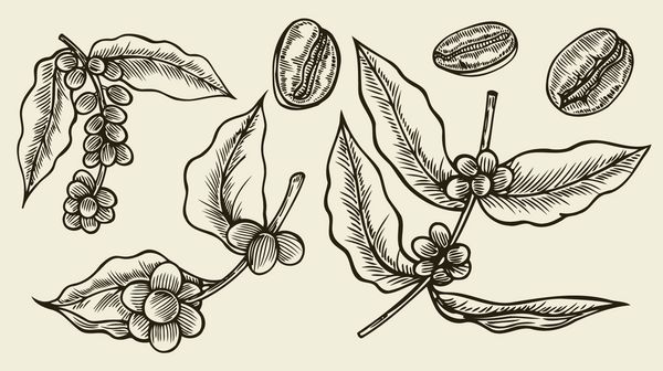 شاخه قهوه گیاه با برگ قهوه دست کشیده مجموعه ای از گیاهان دارویی قهوه تصویر برداری جدا شده در بژ