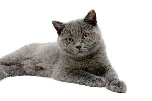 بچه گربه خاکستری کوچک بر روی زمینه سفید عکس افقی