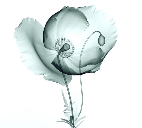 تصویر xray از گل جدا شده بر روی سیاه و سفید خشخاش
