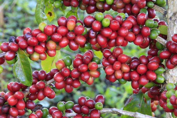 درخت قهوه با قهوه لوبیا در کاشت کافه
