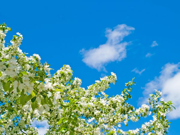 درختان سفید سیب در برابر آسمان آبی