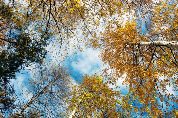 پاییز جنگل توس اکتبر