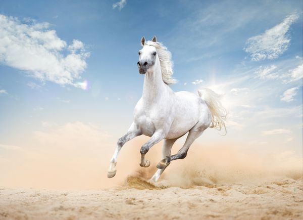 سه اسب عربستان در صحرا آزاد می شود