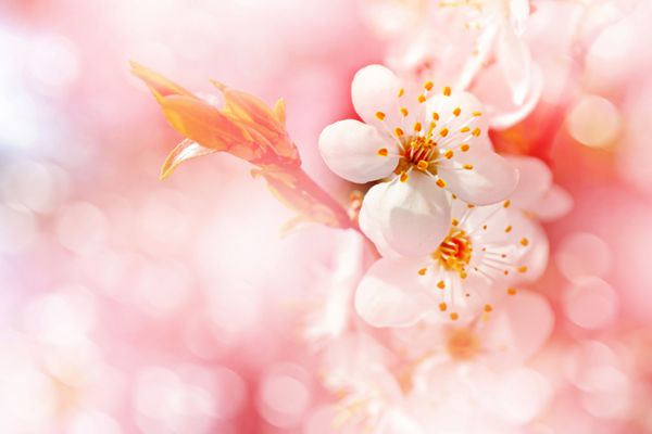 چشم انداز بهار شاخه گل از گیلاس