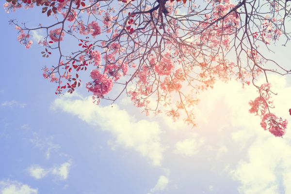 پس زمینه طبیعت زیبا درخت گل صورتی در بهار آرامش و رنگ کریستال رزین کریستال پرنعمت رنگ استیل