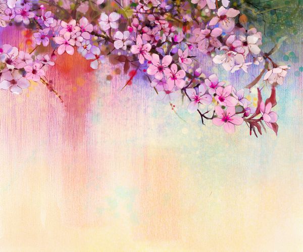 آبرنگ نقاشی شکوفه های گیلاس گیلاس ژاپنی صورتی ساکورا گلدار در رنگ نرم در زمینه پس زمینه های مبهم طبیعت گل پس زمینه طبیعت فصل فصلی