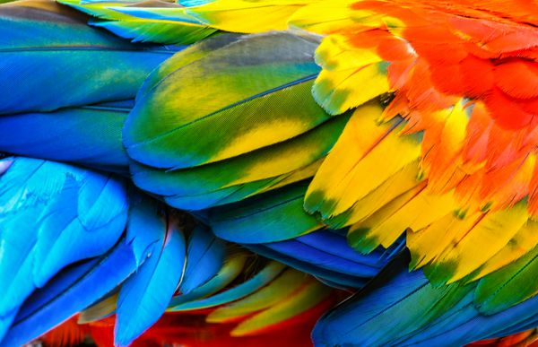 Close up of Scarlet macaw bird