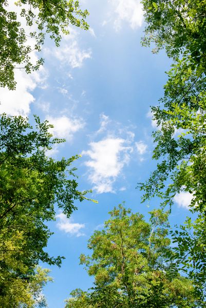 آسمان آبی و درختان فصل تازه سبز
