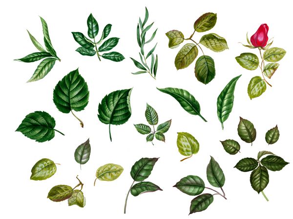 برگ های آبرنگ مجموعه ای از برگ های مختلف گل رز لیندن توت سیاه اوکالیپتوس فندق بادام هلو و دیگر عناصر سبز سبز جدا شده است تصویر گیاه شناسی