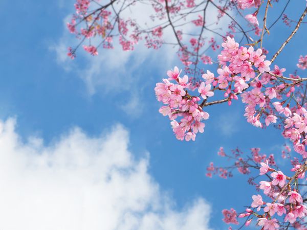 گل صورتی گیلاس صورتی شکوفه در برابر آسمان آبی در بهار