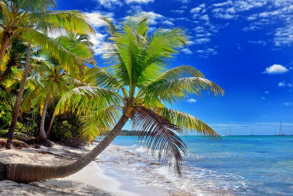 ساحل شنی سفید گرمسیری با درختان نخل جزیره ساونا جمهوری دومینیکن