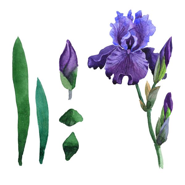 گل وحشی گلرنگ در یک سبک آبرنگ جدا شده است نام کامل گیاه عنبیه بنفش Aquarelle گل وحشی برای پس زمینه بافت الگوی بسته بندی شده قاب یا مرز