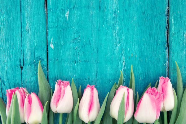Frame of tulips on turquoise rustic wooden background Spring flowers Spring background Greeting card for Valentine