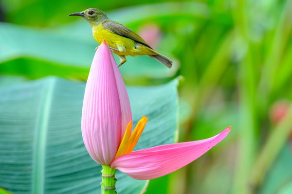 پرنده کالیبره زرد در زمینه سبز عجیب و غریب پرنده کوچکی که در گل موز استوایی نشسته است
