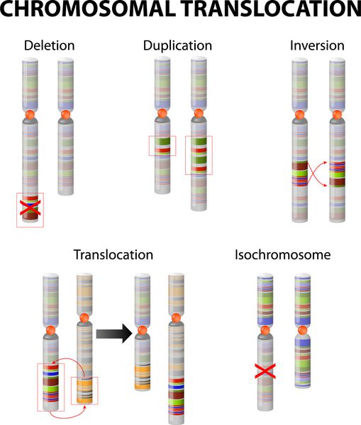 جهش اختلالات کروموزومی حذف تکثیر انتقال inversions insertions و isochromosome