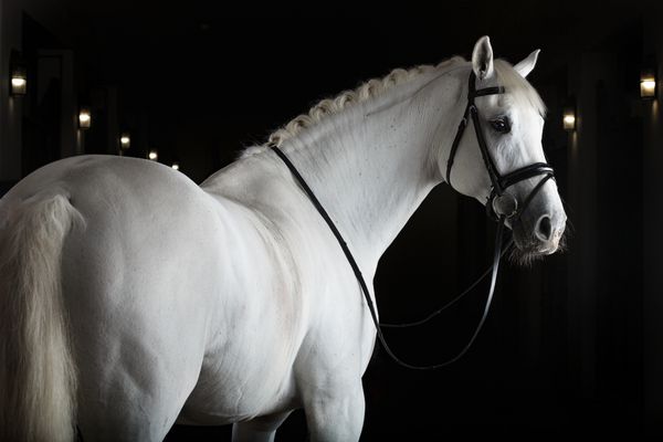 اسب سفید در پس زمینه سیاه و سفید