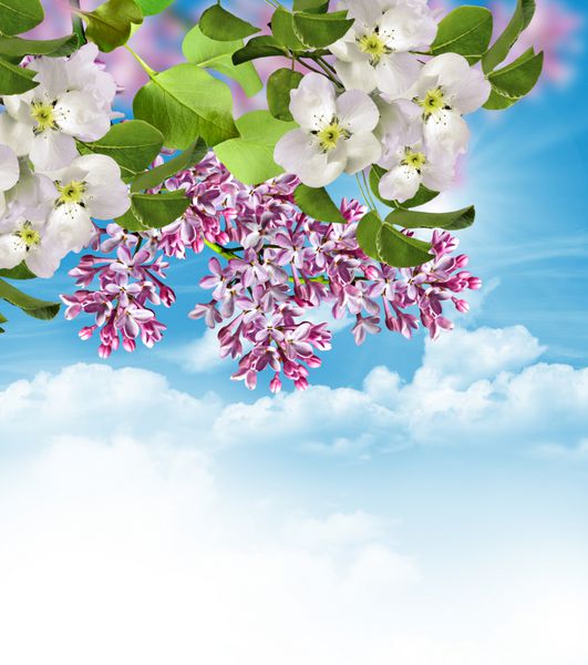 شاخه برفی در پس زمینه آسمان آبی با ابرها گل های دلپذیر