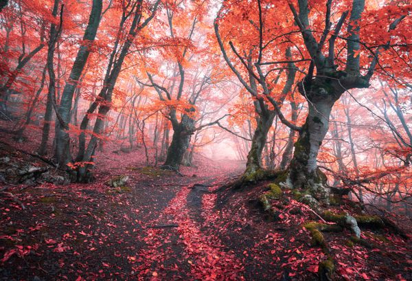 جنگل قرمز سحر و جادو در مه در پاییز چشم انداز عجیب و غریب