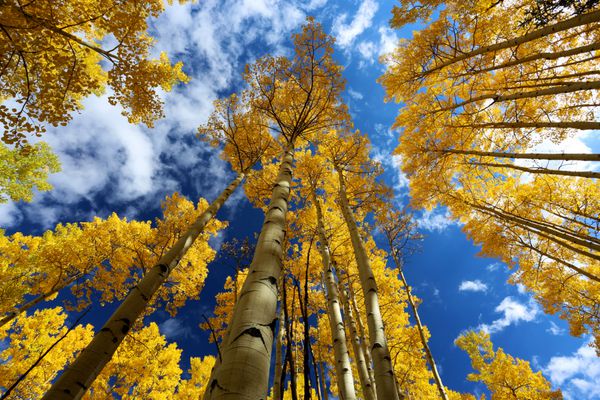 سایبان پاییز از درخت زرشکی زینتی Aspen در پاییز در کوه های راکی ​​کالیفرنیا برگزار می شود