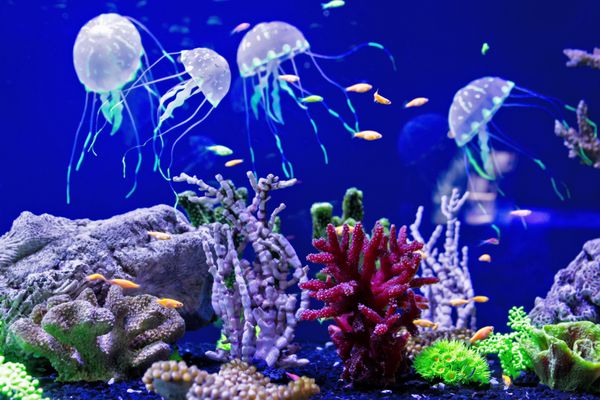 چتر دریایی زیبا مدوزا در نور نئون با ماهی آکواریوم با چتر دریایی آبی و مقدار زیادی ماهی ساخت یک آکواریوم با مرجان و حیات وحش اقیانوس زندگی زیر آب در چتر دریایی اقیانوس
