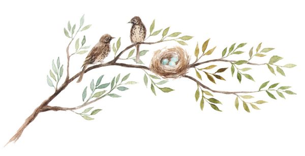 دو پرنده با یک لانه بر روی شاخه درخت تخم مرغ های آبی در لانه سحر و جادو تصویر آبرنگ دست کشیده شده