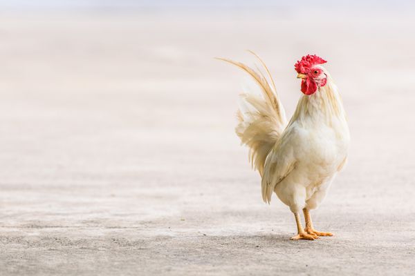جوجه های مرغداری خانگی واقعی بر روی زمین مرغ برای غذا با فروش یا عمده فروشی سازماندهی شده با ژنتیک GMOs تغذیه آلی طبیعی