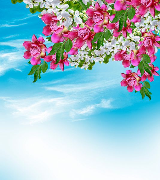 گل های بهاری گل یاسمن و نعناع در پس زمینه آسمان آبی با ابرها چشم انداز بهار