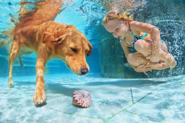 کودک کوچولو با سرگرم کننده بازی می کند و توله سگ لگوادور طلایی را در استخر شنا آموزش می دهد پرش و شیرجه رفتن زیر آب برای بازی پوسته بازی های فعال با حیوانات خانگی خانواده و نژادهای سگ محبوب مانند همدم
