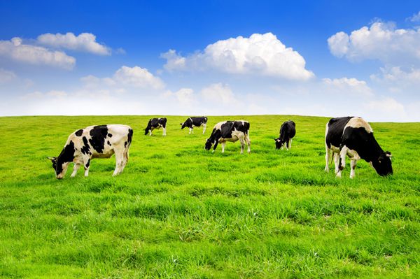گاوها در یک میدان سبز و آسمان آبی