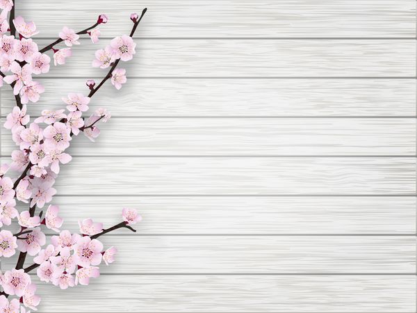 شاخه شکوفه های صورتی شکوفه در زمینه سفید چوب قدیمی تصویر برداری واقعی واقع در فصل بهار