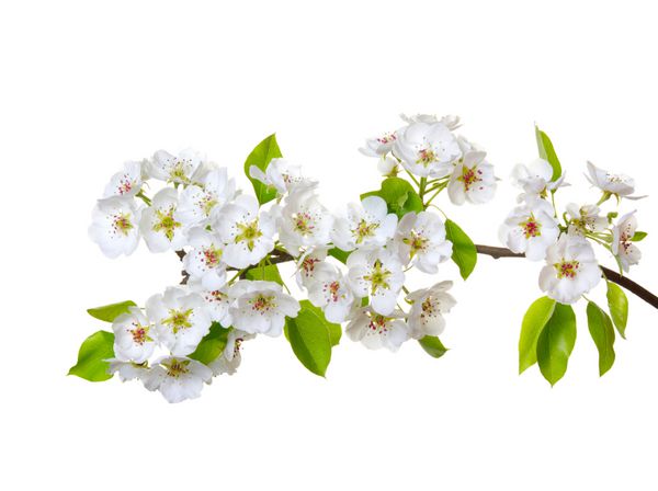 شاخه ای با شکوفه های جدا شده بر روی سفید
