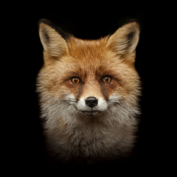 صورت روباه قرمز جدا شده بر روی زمینه سیاه و سفید