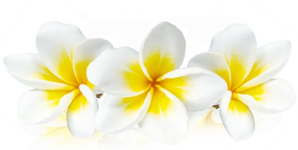 گل Frangipani جدا شده بر روی سفید