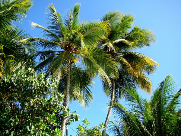 درختان نخل در مالدیو