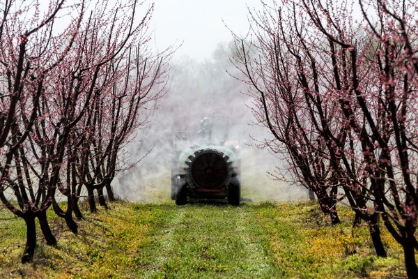 وریا یونان 19 مارس 2016 کشاورز با تراکتور با استفاده از یک سم پاش هوا با یک حشره کش شیمیایی یا قارچ کش در باغی از درختان هلو در شمال یونان