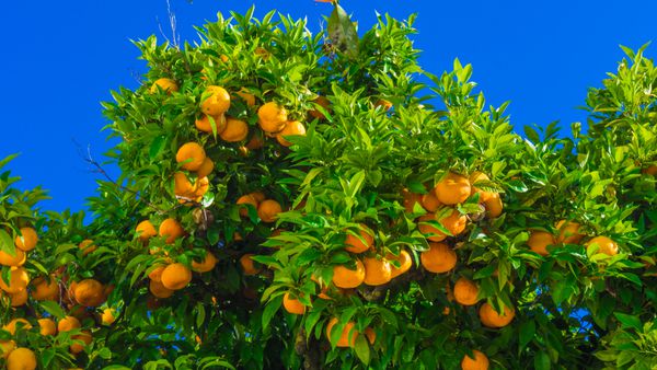 میوه های ماندارین بر روی درخت درخت پرتقال نارنجی تازه در بوته