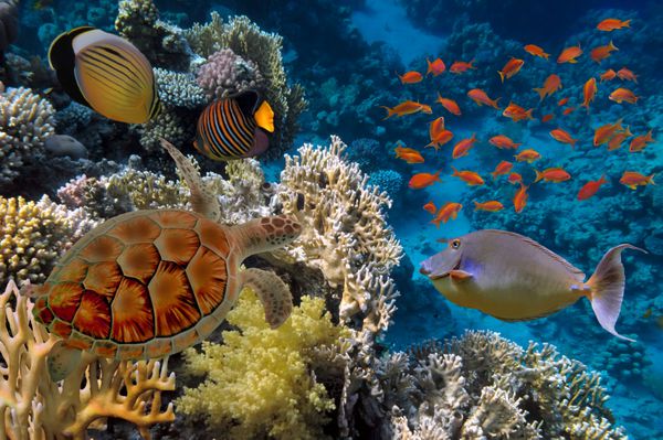 صخره های مرجانی رنگارنگ با بسیاری از ماهی ها و لاک پشت دریایی